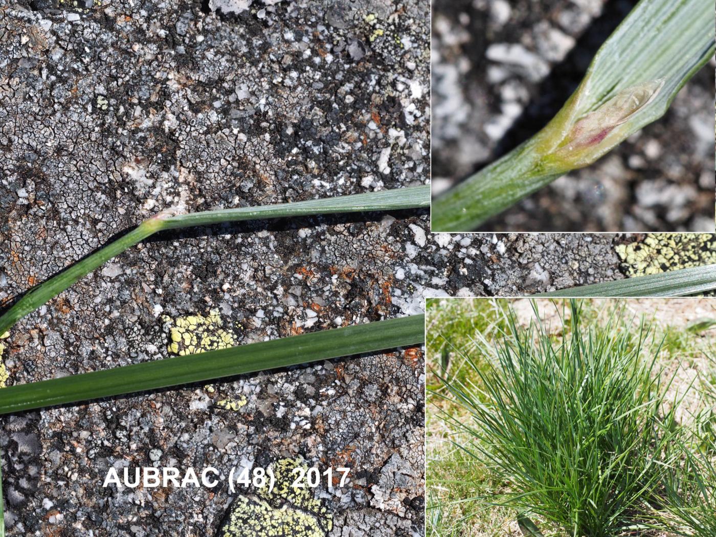 Fescue, (Loose-clustered) leaf